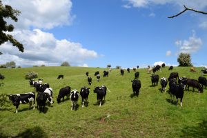 Ireland Tour Pics Friendly cows at Uisneach