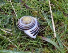 Ireland Tour Pics Spiral snail at Horn Head